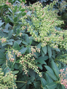 Pieris japonica Purity